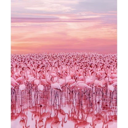 A Flock of Flamingos